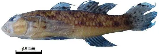 Figure 11   Acentrogobius audax, 43.33 mm in SL, Selindungan, Sekotong distric-western Lombok