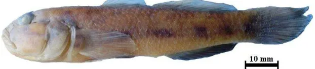 Figure 13  Acentrogobius viridipunctatus, 66.14 mm in SL, Selindungan, Sekotong distric-western Lombok