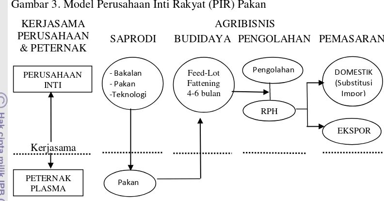 Gambar 4. Model Perusahaan Inti Rakyat (PIR) Sapi Bakalan melalui IB 