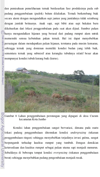 Gambar 8 Lahan penggembalaan perorangan yang dipagari di desa Cucum 