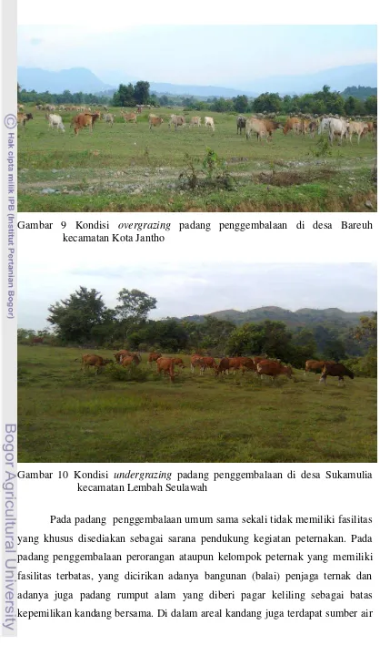 Gambar 9 Kondisi overgrazing padang penggembalaan di desa Bareuh 