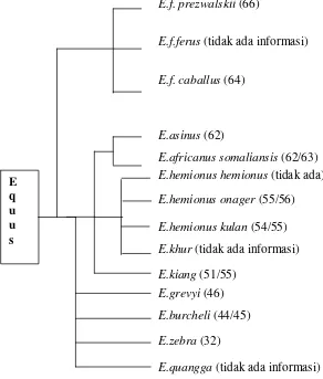 Gambar 2 Jumlah   kromosom   kuda  (Chowdary dan Raudsepp  2000) 