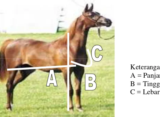 Gambar 3 Daerah pengukuran kuda 