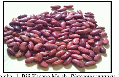 Gambar 1. Biji Kacang Merah ( Phaseolus vulgaris, L.)  