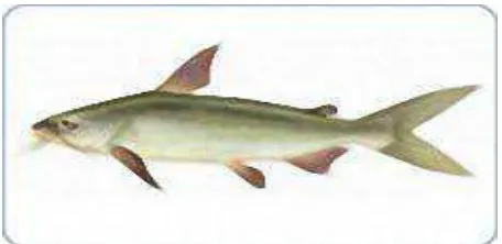 Gambar 1. Ikan manyung (Arius thalassinus)  