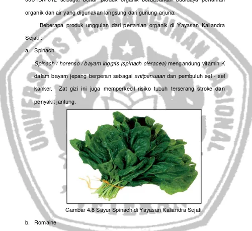 Gambar 4.8 Sayur Spinach di Yayasan Kaliandra Sejati. 