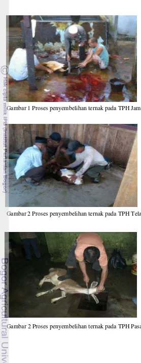 Gambar 1 Proses penyembelihan ternak pada TPH Jambi Timur 