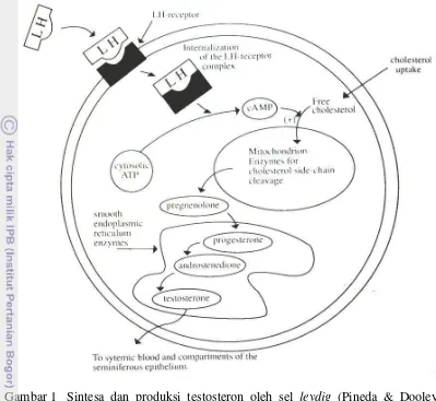 Gambar 1  Sintesa dan produksi testosteron oleh sel leydig (Pineda & Dooley 