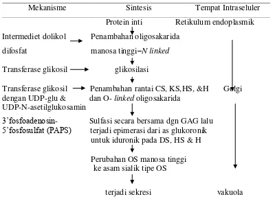 Gambar 12 Biosintesis proteoglikan (poole 1988) 