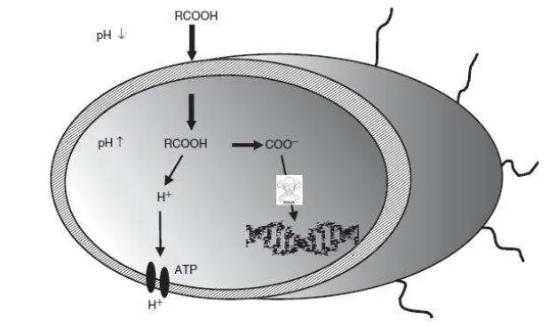 Gambar 4.3 Mekanisme kerja antibakteri produk asam dari hasil fermentasi 
