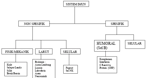 Gambar 2 Sistem imun  (Baratawidjaja 1991) 