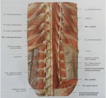 Gambar 2.6 Lapisan dalam otot-otot punggung  
