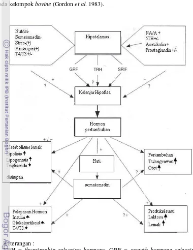 Gambar 4. Diagram pengaturan sekresi hormon pertumbuhan dan kerjanya 