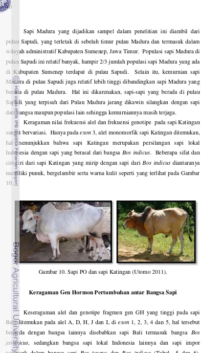 Gambar 10. Sapi PO dan sapi Katingan (Utomo 2011). 