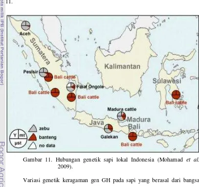 Gambar 11. Hubungan genetik sapi lokal Indonesia (Mohamad et al. 