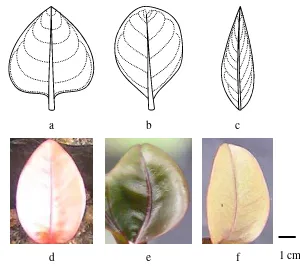 Gambar 4. Bentuk morfologi daun manggis: ovate (a), obovate (b), dan lacoleate (c). Warna daun muda manggis: kontrol merah bata (d), hijau kecoklatan hasil iradiasi (e), dan kontrol coklat kemerahan  (f)