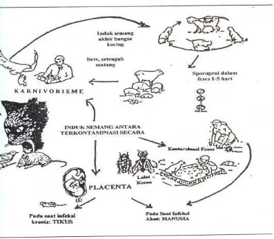 Gambar 1 Daur  hidup dari Toxoplasma gondii (Dubey (1972) dalam 