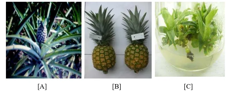 Gambar 2. [A] Deskripsi tanaman klon PK di lapangan; [B] Karakteristik buah nenas klon PK;  [C] Plantlet in vitro nenas klon PK     