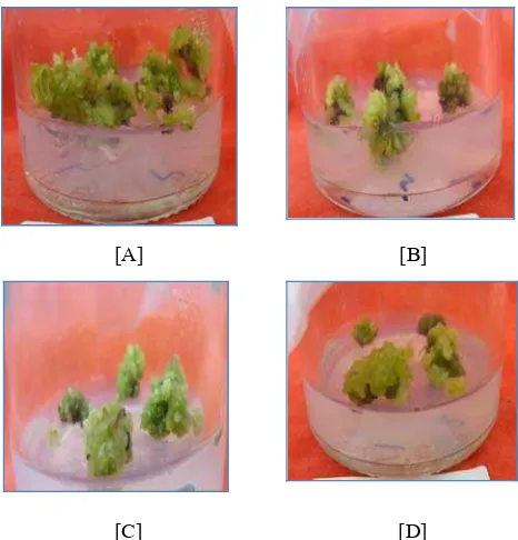Gambar 5 Morfologi kalus 8 minggu setelah iradiasi sinar gamma (γ) dalam media induksi