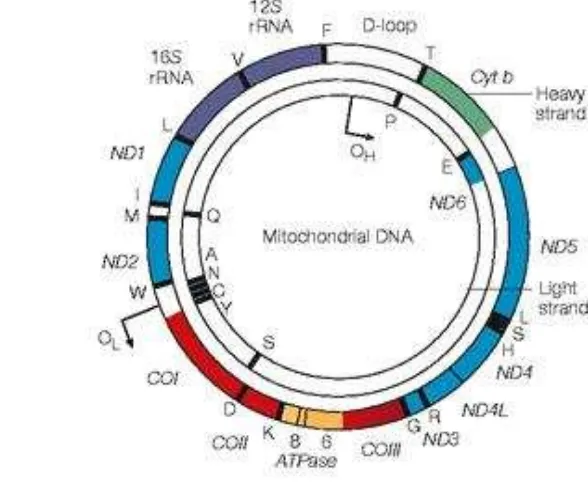 Gambar 4  Susunan gen dari organisasi genom mitokondria (Taylor & Turnbull 