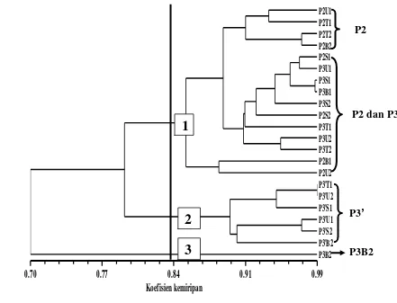 Gambar 11  Dendrogram pohon induk P2, progeni P2 yang dikecambahkan 120 tahun yang lalu (P3), dan progeni P2 yang dikecambahkan saat ini (P3’) berdasarkan penanda ISSR