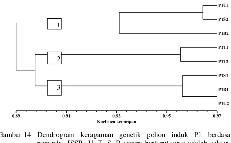 Gambar 15  Ilustrasi keragaman pohon induk P1 berdasarkan penanda ISSR pada tingkat keragaman 10%