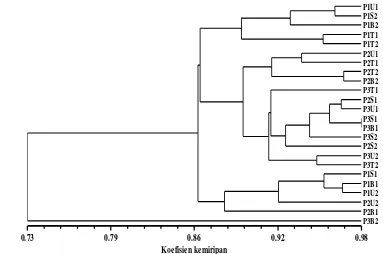 Gambar 20  Dendrogram keragaman genetik pohon induk P1, P2, P3 berdasarkan penanda   ISSR
