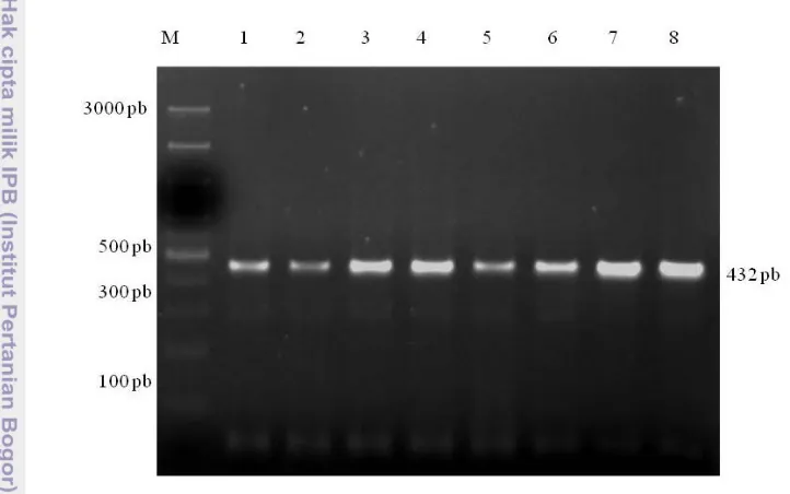 Gambar 6 Visualisasi hasil amplifikasi ruas gen GH pada gel agarose 2% 