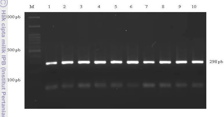 Gambar 10 Visualisasi hasil amplifikasi ruas gen GHR pada gel agarose  1.5%. 