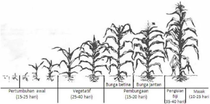 Gambar 1. Fase Pertumbuhan Tanaman Jagung 