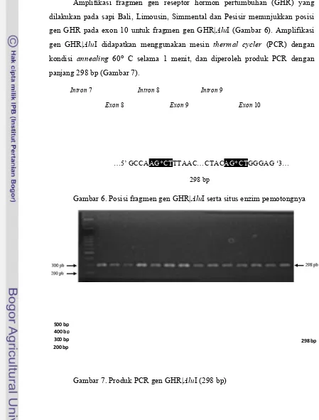 Gambar 6. Posisi fragmen gen GHR|AluI serta situs enzim pemotongnya 