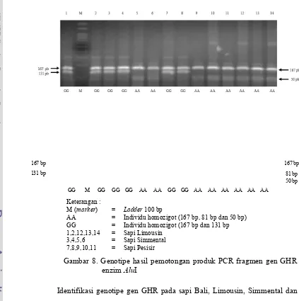 Gambar 8. Genotipe hasil pemotongan produk PCR fragmen gen GHR 