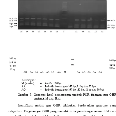 Gambar 9. Genotipe hasil pemotongan produk PCR fragmen gen GHR 