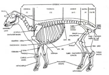 Gambar 2 Pengukuran berdasarkan anatomi kerangka pada domba (Battaglia 2007)