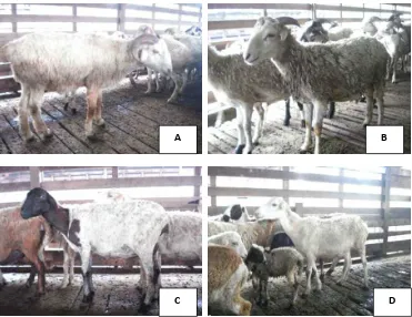 Gambar 4  Karakteristik  jantan dewasa (A) dan muda (B) serta induk domba UP3J (C, D)