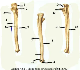 Gambar 2.1 Tulang ulna (Putz and Pabst, 2002) 