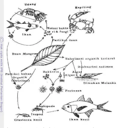 Gambar 3. Aliran Energi Pada Ekosistem Mangrove (Lear and Tunner, 1977 in 