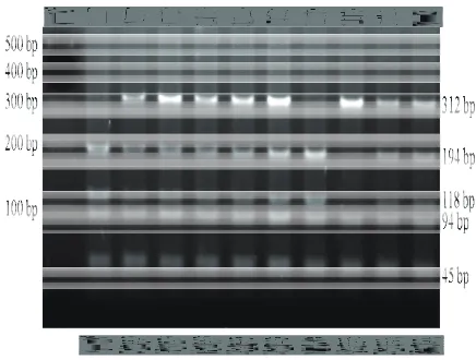 Gambar 1. Pola pita pemotongan ruas gen GHdengan enzim restriksi MspI pada gelAgarose 2%.