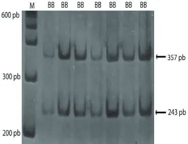 Gambar 3. Pola pita pemotongan ruas gen Pit-1dengan enzim restriksi HinfI pada gelpoliakrilamid 6%.