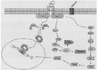 Gambar 2. Diagram alir sinyal intraseluler interaksi GH dan GHR (Fragodan Chowen 2005)