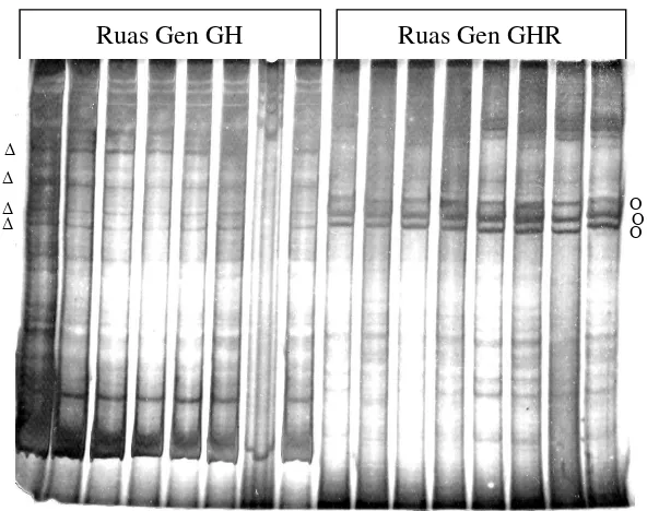 Gambar 8. Visualisasi PCR-SSCP pada PAGE 8%. Δ: Pita utas tunggal ruas gen GH, Ο: pita utas tunggal ruas gen GHR.