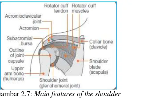 Gambar 2.7: Main features of the shoulder Sumber: www.arthritisresearchuk.org tanggal 5-02-2015 jam 21.16 