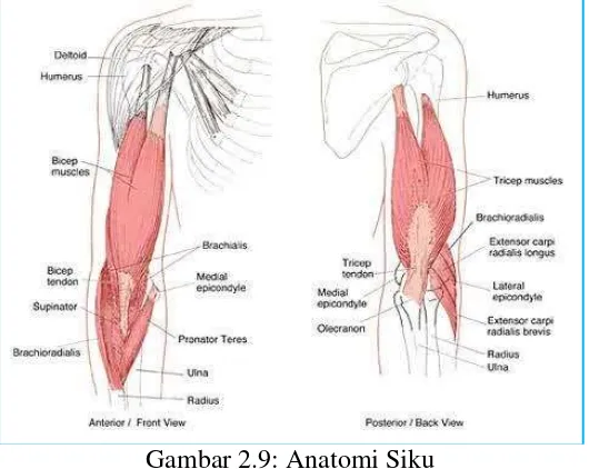 Gambar 2.9: Anatomi Siku 