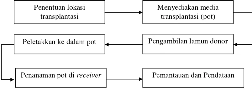 Gambar 4. Teknis Pelaksanaan Tranplantasi Lamun menggunakan metode pot 