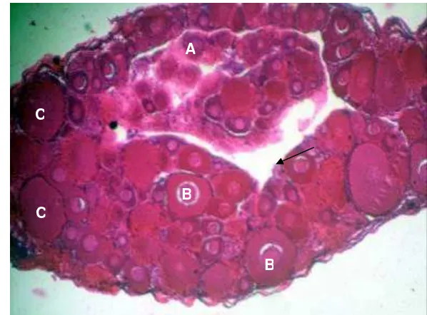 Gambar 7 Hasil analisis histologi gonad ikan nila genotipe XX yang diberi hormon 17a-mt