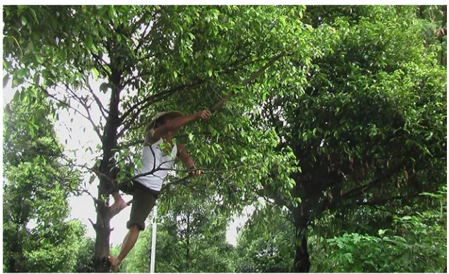 Gambar  5. Panen buah pala                                                