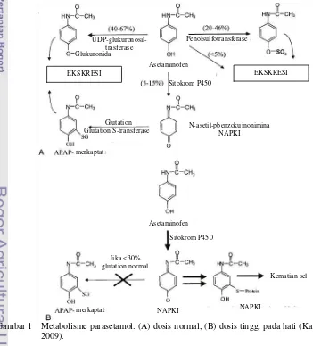 Gambar 1   Metabolisme parasetamol. (A) dosis normal, (B) dosis tinggi pada hati (Kavalci  et al