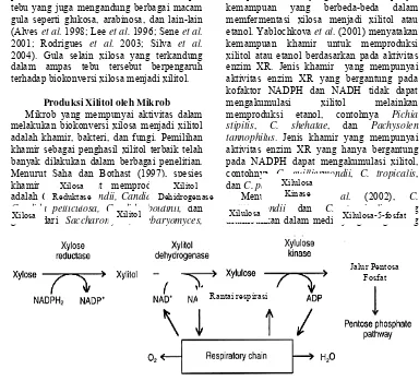 Gambar 3  Skema awal fermentasi xilosa oleh C. guilliermondii (Barbosa et al. 1988). 