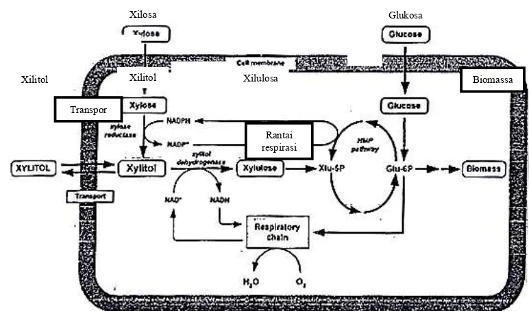 Gambar 7  Skema metabolisme glukosa dan xilosa pada khamir (Tochampa et al. 2005).
