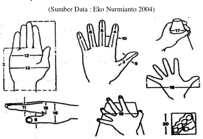 Gambar 2.2 Athropometri Tangan (Sumber Data : Eko Nurmianto 2004) 
